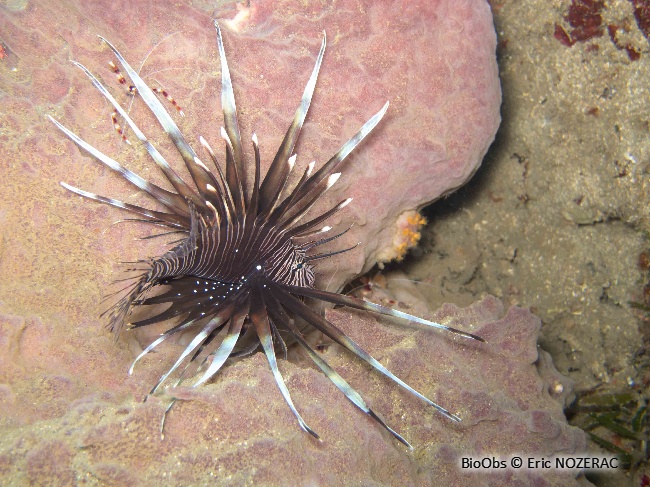 Rascasse volante du pacifique - Pterois volitans - Eric Nozérac - BioObs