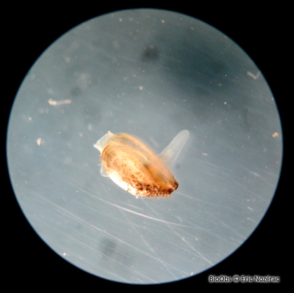 Moule zébrée - Dreissena polymorpha - Eric Nozérac - BioObs
