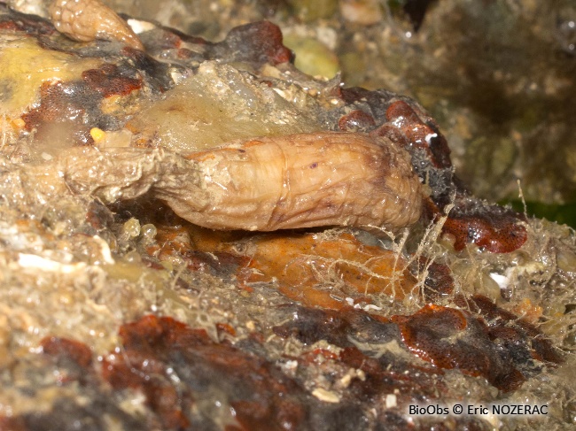 Ascidie japonaise - Styela clava - Eric Nozérac - BioObs