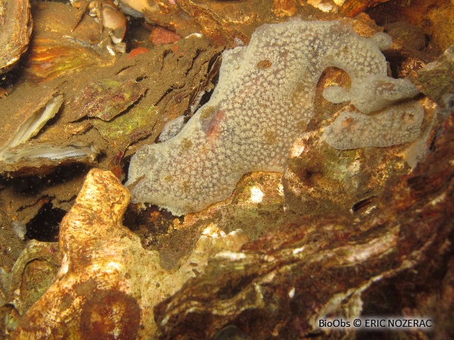 Didemne gélatineux et transparent - Diplosoma listerianum - Eric Nozérac - BioObs