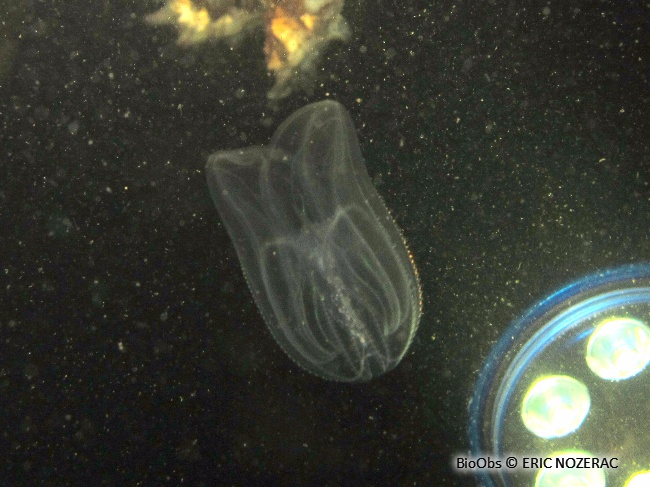 Mnemiopsis - Mnemiopsis leidyi - Eric Nozérac - BioObs