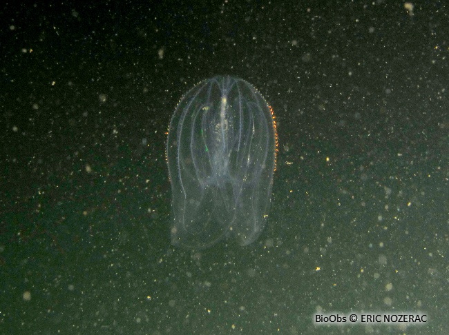 Mnemiopsis - Mnemiopsis leidyi - Eric Nozérac - BioObs