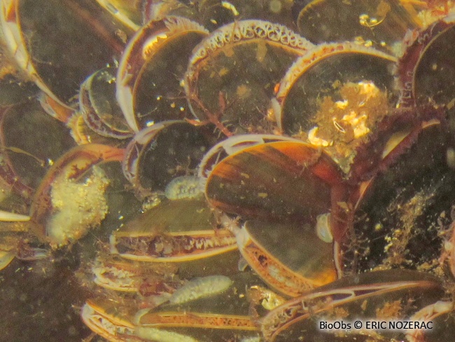 Caprelle japonaise - Caprella mutica - Eric Nozérac - BioObs