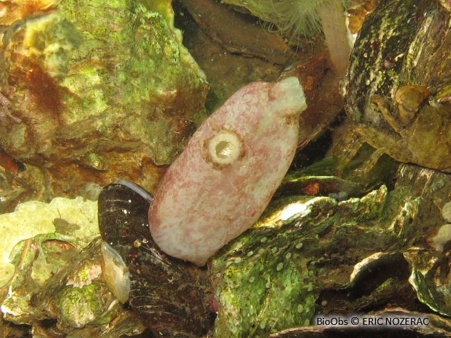 Ascidie sale - Ascidiella aspersa - Eric Nozérac - BioObs