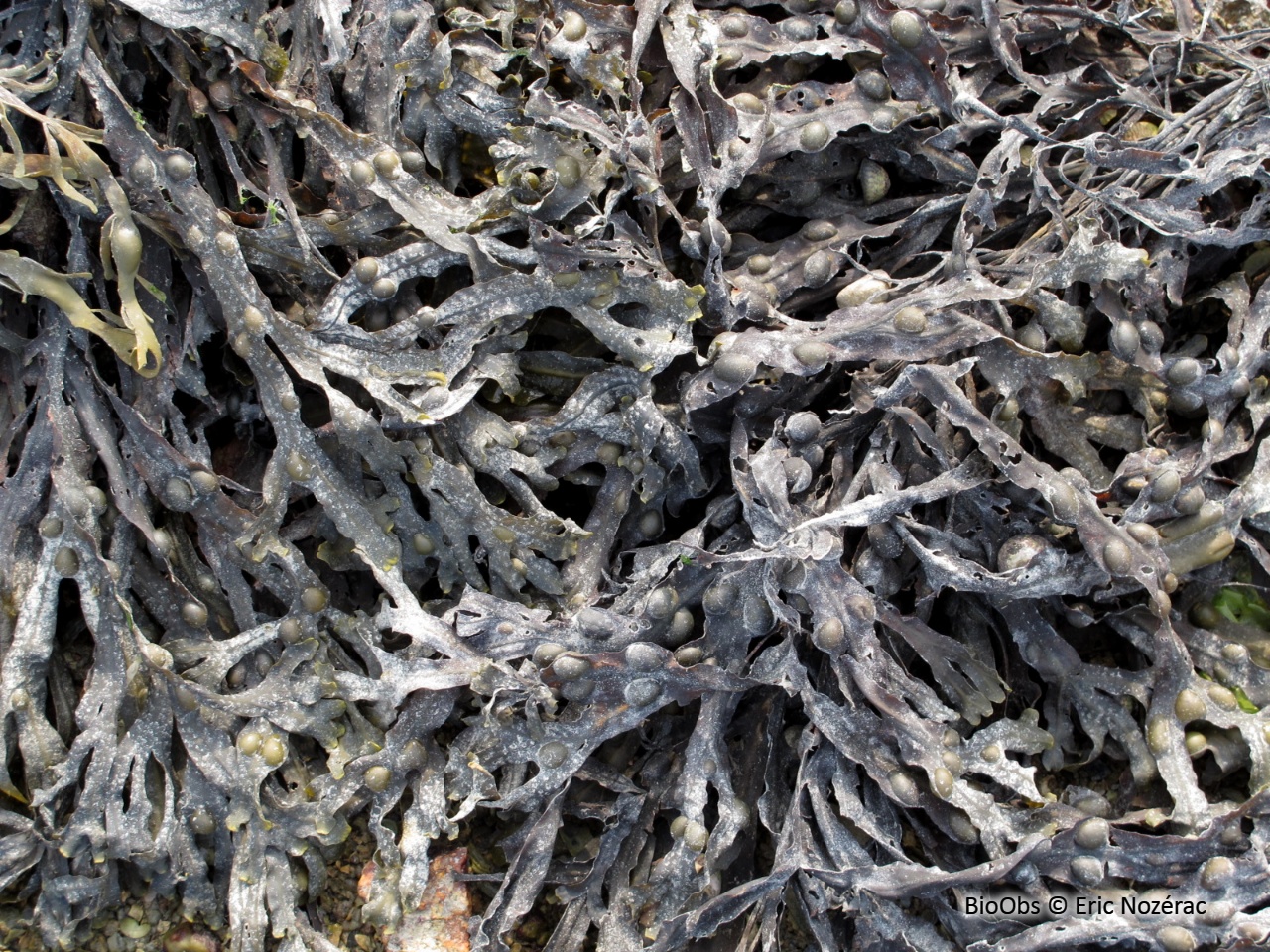 Fucus vésiculeux - Fucus vesiculosus - Eric Nozérac - BioObs