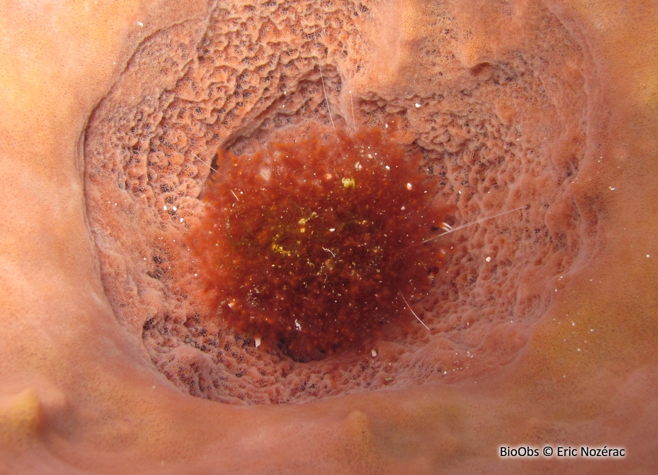 Spongoclonium des Caraïbes - Spongoclonium caribaeum - Eric Nozérac - BioObs