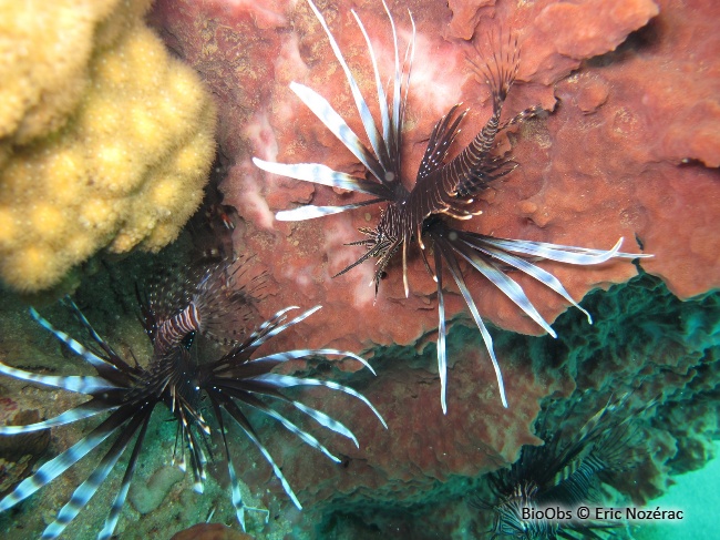 Rascasse volante du pacifique - Pterois volitans - Eric Nozérac - BioObs