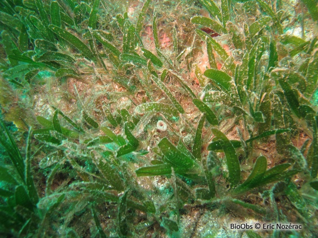 Halophile stipulée - Halophila stipulacea - Eric Nozérac - BioObs