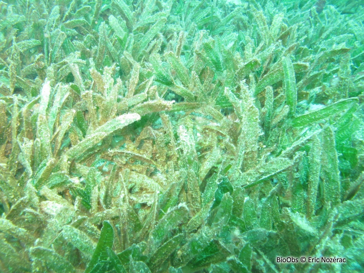 Halophile stipulée - Halophila stipulacea - Eric Nozérac - BioObs