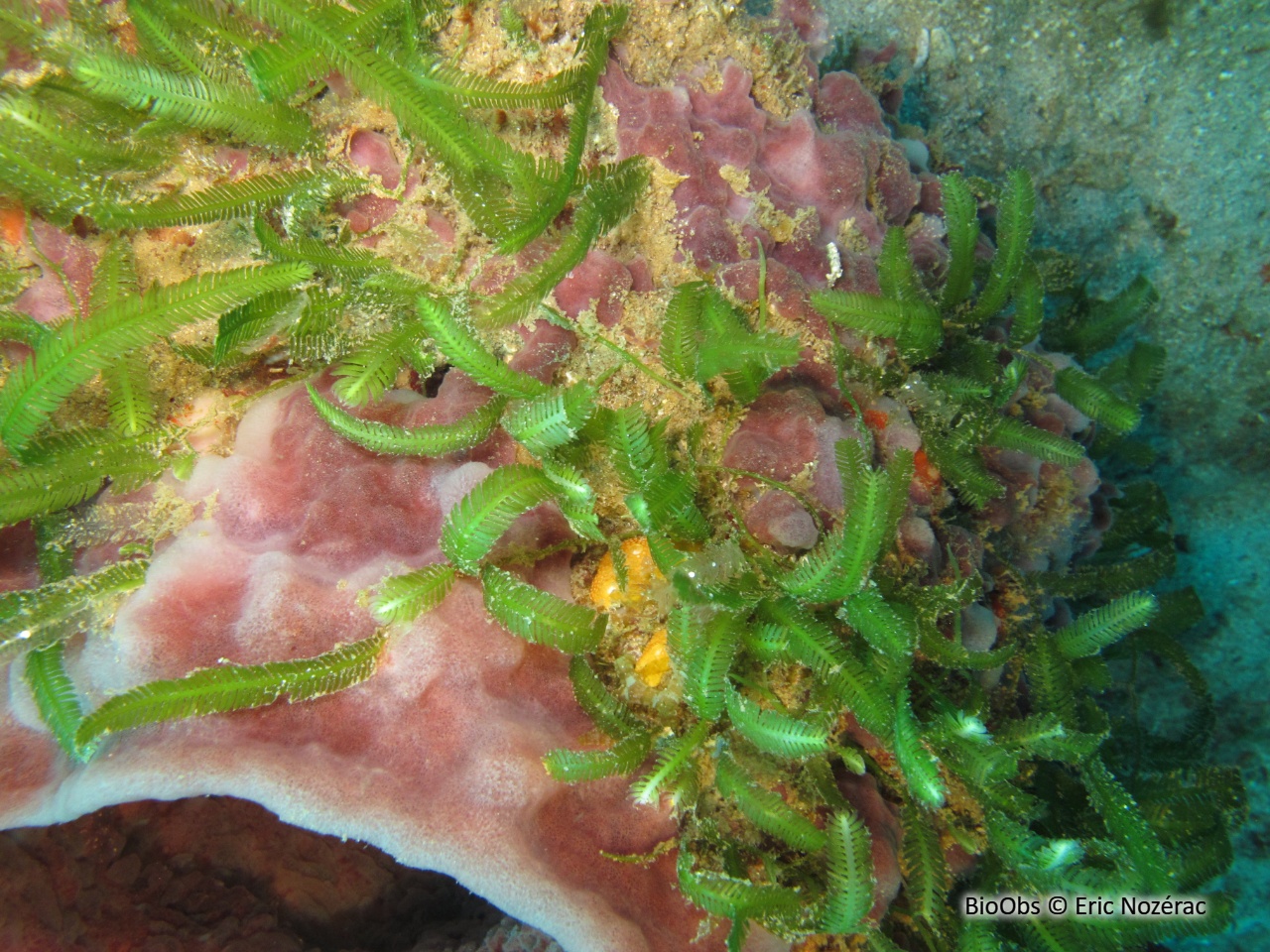 Caulerpe à feuilles d'If - Caulerpa taxifolia - Eric Nozérac - BioObs