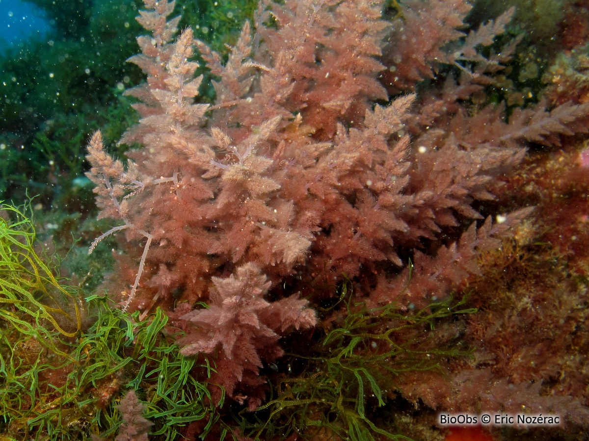 Algue à crochets - Asparagopsis armata - Eric Nozérac - BioObs