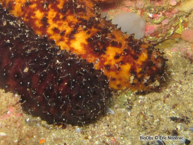 Caprelle japonaise - Caprella mutica - Eric Nozérac - BioObs