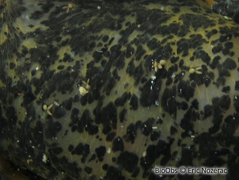 Bunny orange - Doridicola agilis - Eric Nozérac - BioObs