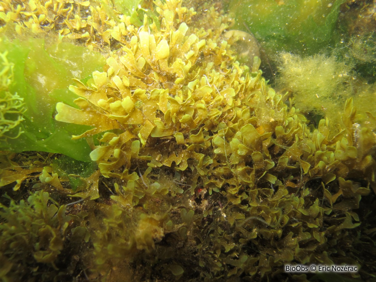 Dictyote d'Okamura - Rugulopteryx okamurae - Eric Nozérac - BioObs