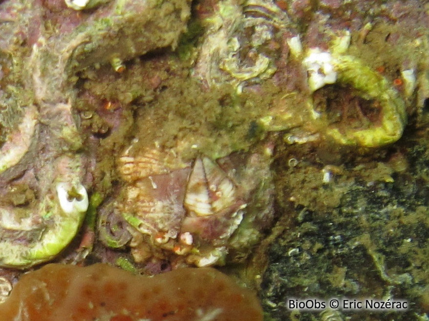 Balane triangulaire - Balanus trigonus - Eric Nozérac - BioObs