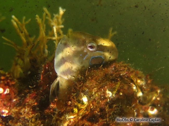 Blennie paon - Salaria pavo - Caroline Caplan - BioObs