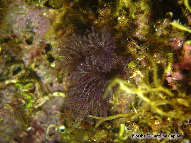 Bugule brune - Bugula neritina - Caroline Caplan - BioObs