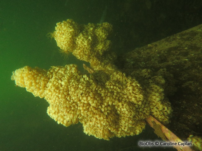 Rocher fascié ponte - Hexaplex sp - Caroline Caplan - BioObs