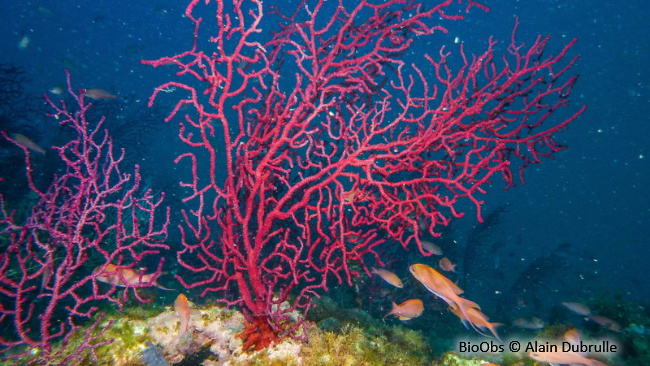 Gorgone pourpre - Paramuricea clavata - Alain Dubrulle - BioObs