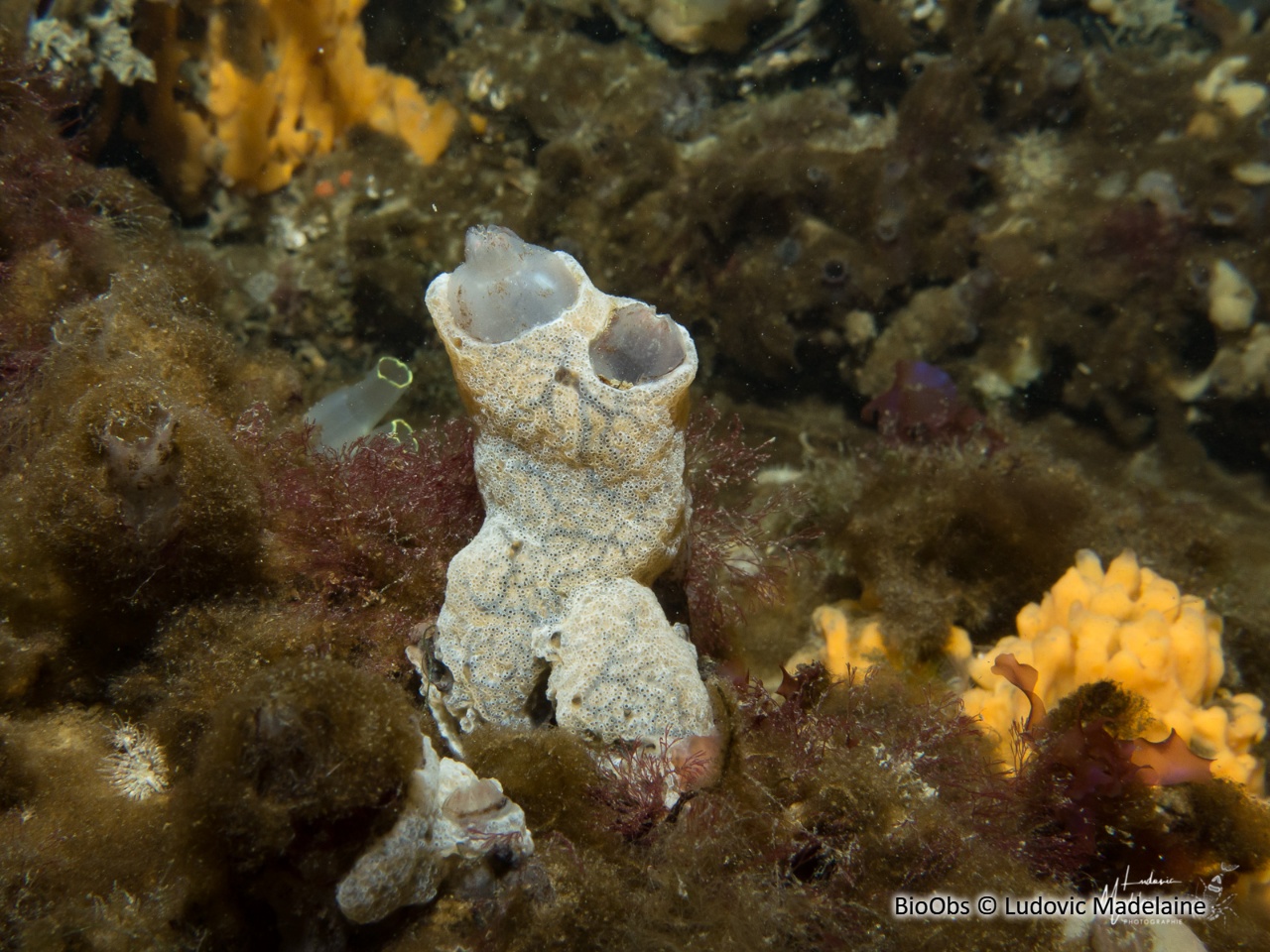 Didemne étendard - Didemnum vexillum - Ludovic Madelaine - BioObs