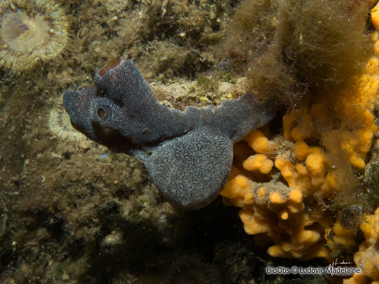 Didemne gélatineux et transparent - Diplosoma listerianum - Ludovic Madelaine - BioObs
