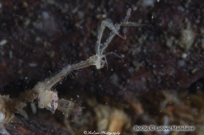 Caprelle japonaise - Caprella mutica - Ludovic Madelaine - BioObs