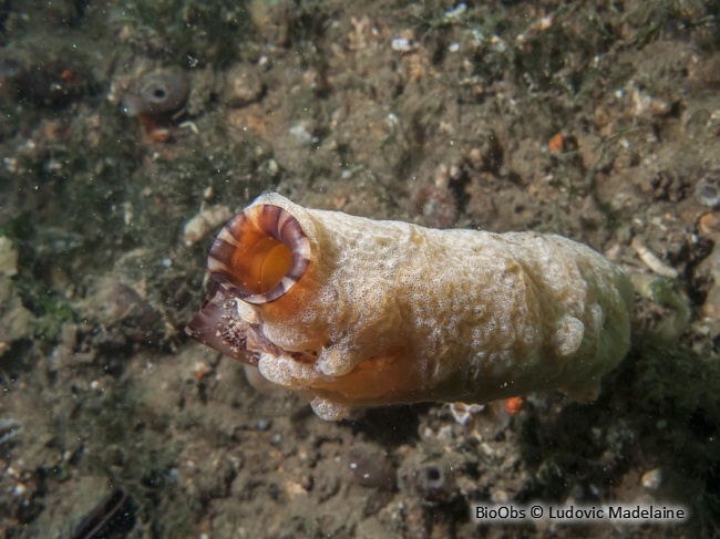 Ascidie japonaise - Styela clava - Ludovic Madelaine - BioObs