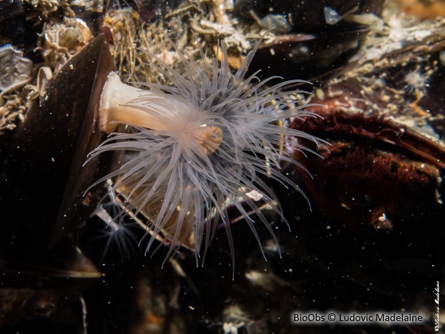 Anémone flammée - Diadumene cincta - Ludovic Madelaine - BioObs