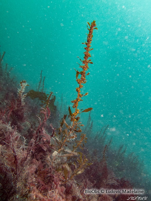 Sargasse japonaise - Sargassum muticum - Ludovic Madelaine - BioObs