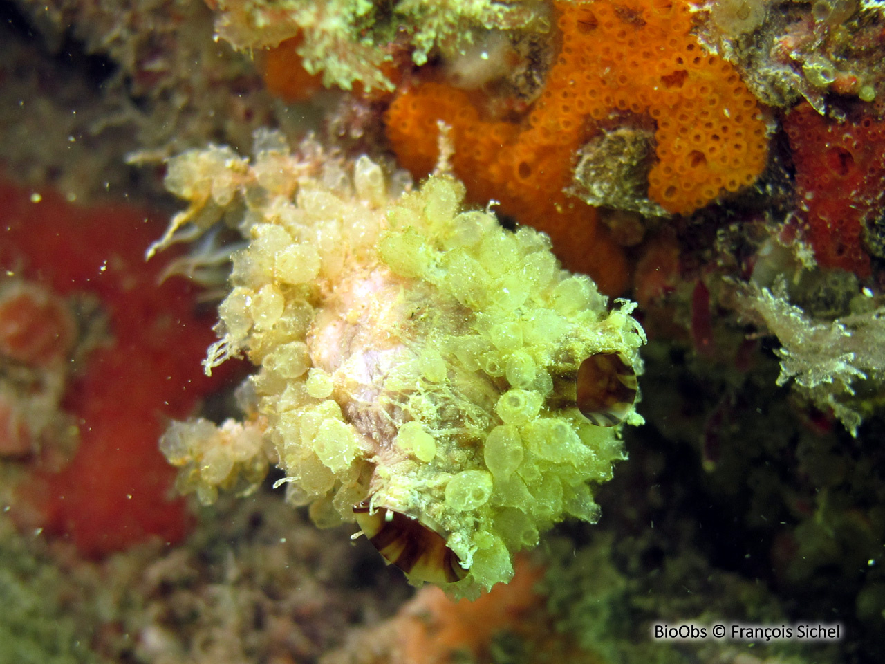 Pérophore japonaise - Perophora japonica - François Sichel - BioObs