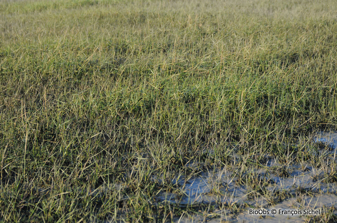 Spartine anglaise - Sporobolus anglicus - François Sichel - BioObs