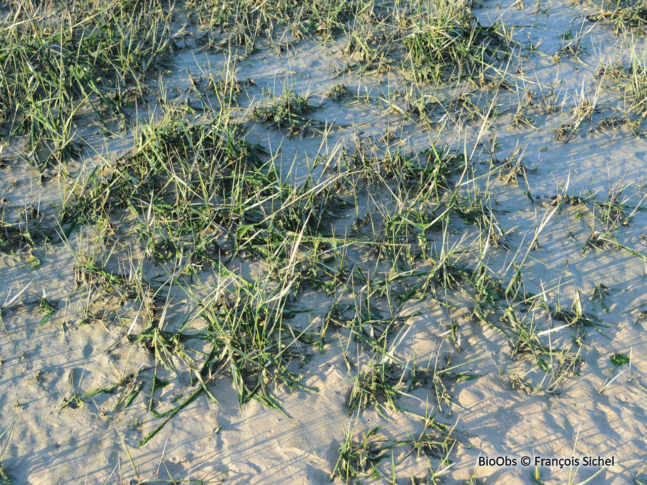 Spartine anglaise - Sporobolus anglicus - François Sichel - BioObs