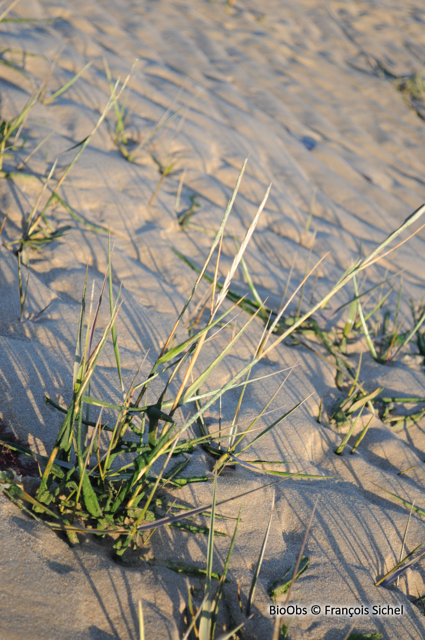 Spartine anglaise - Sporobolus anglicus - François Sichel - BioObs