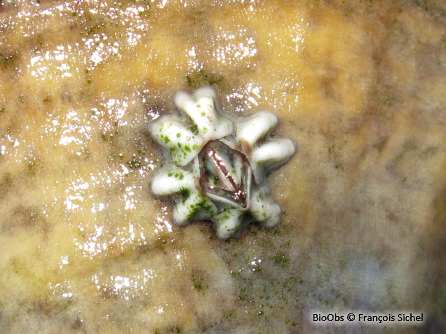 Balane croix de Malte - Austrominius modestus - François Sichel - BioObs