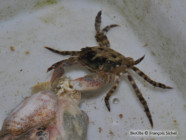 Grapse sanguin - Hemigrapsus sanguineus - François Sichel - BioObs