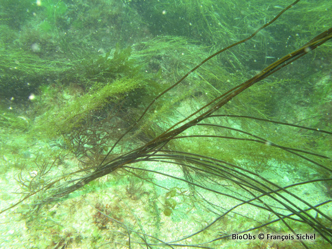 Lacet de mer - Chorda filum - François Sichel - BioObs