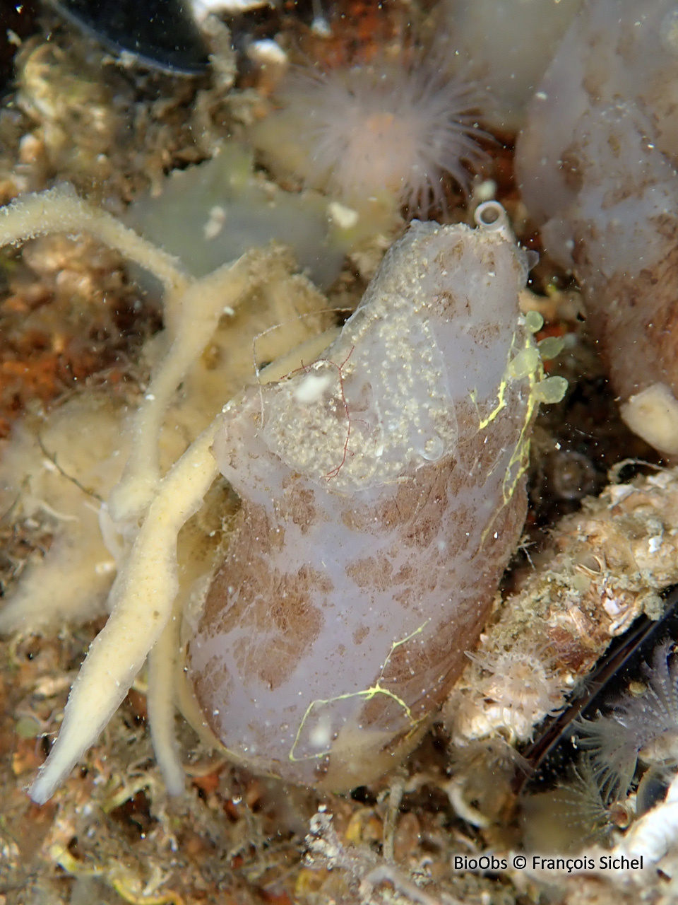 Ascidie sale - Ascidiella aspersa - François Sichel - BioObs