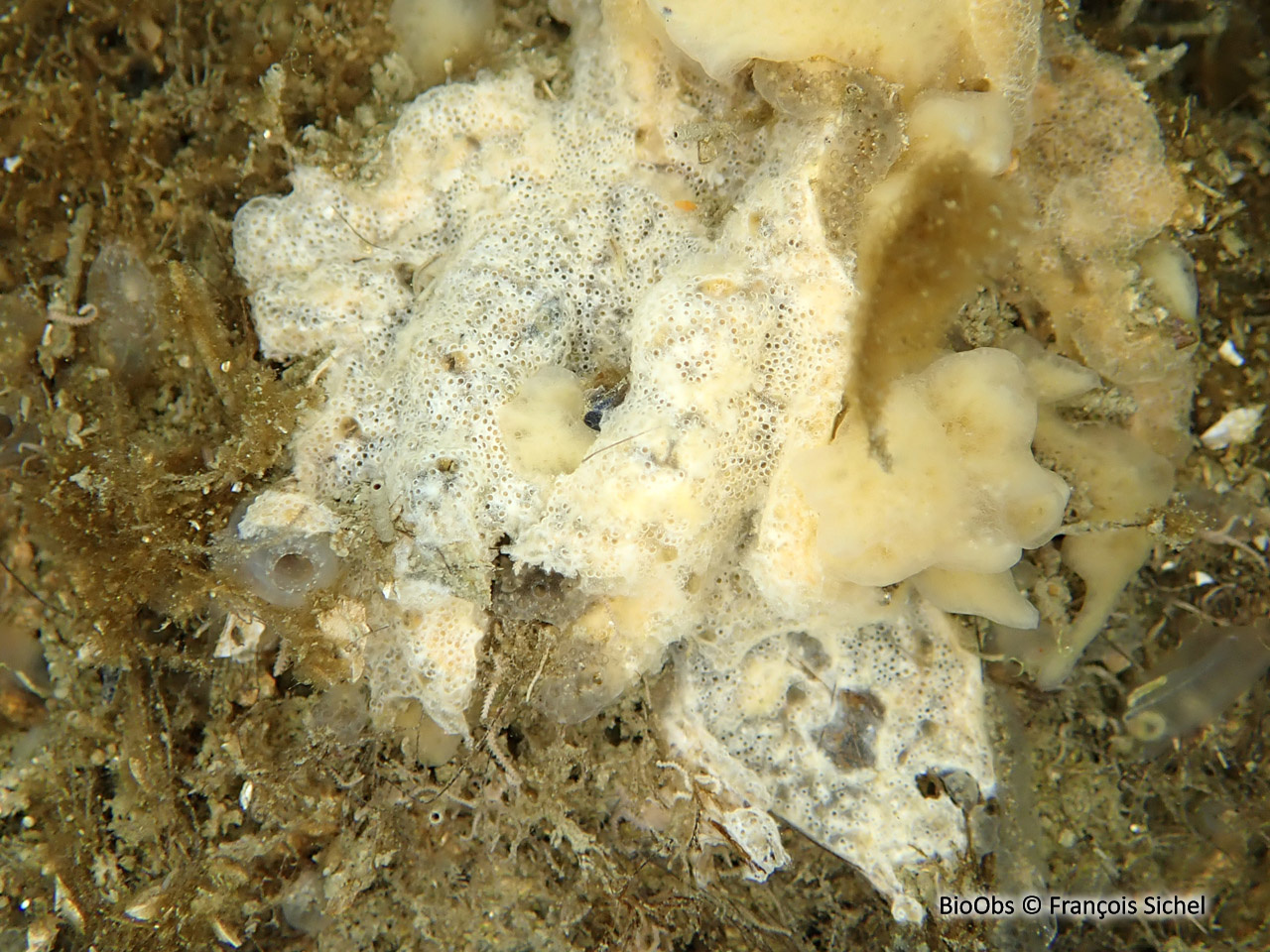 Didemne étendard - Didemnum vexillum - François Sichel - BioObs