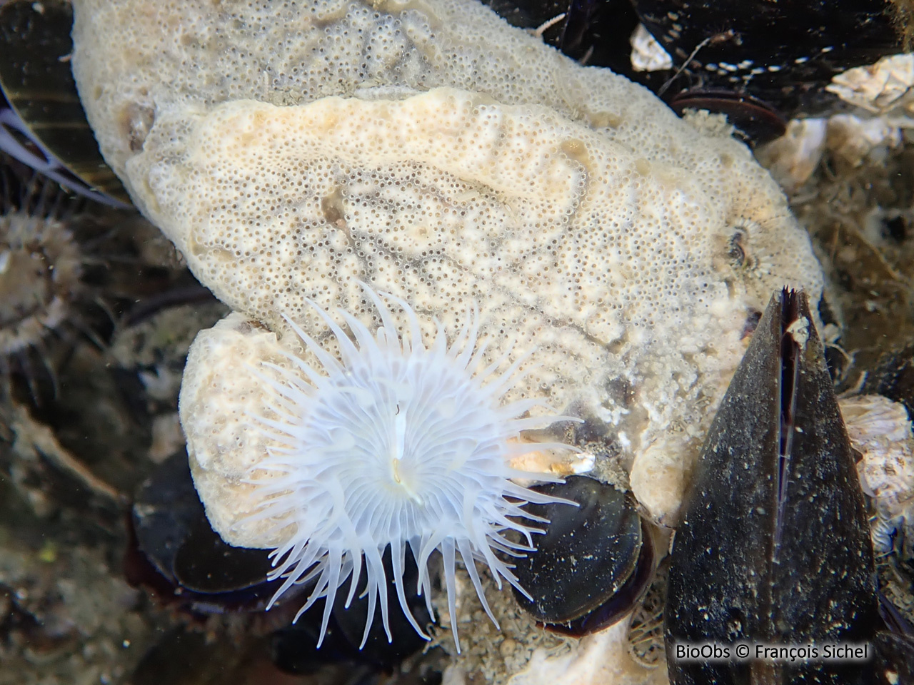 Didemne étendard - Didemnum vexillum - François Sichel - BioObs