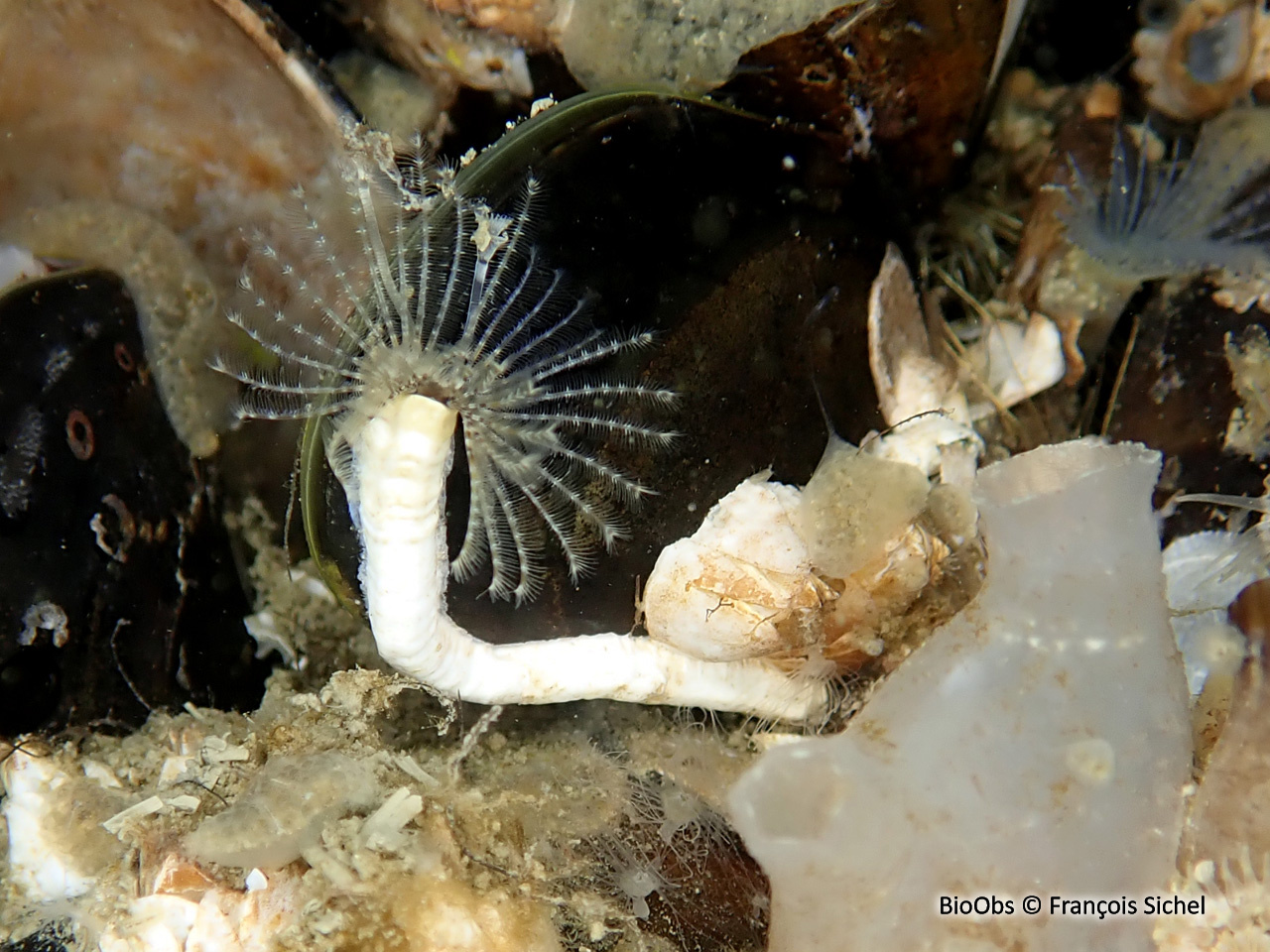 Hydroide d'Ezo - Hydroides ezoensis - François Sichel - BioObs