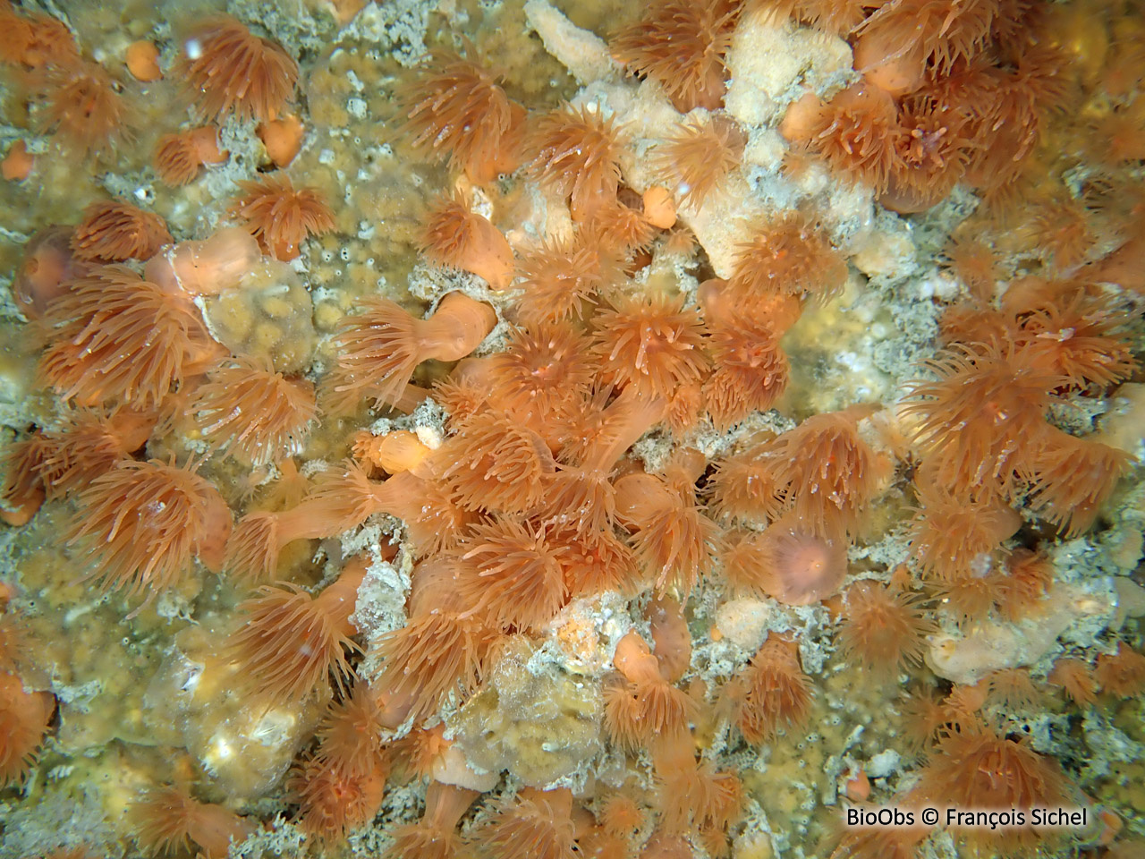 Anémone flammée - Diadumene cincta - François Sichel - BioObs