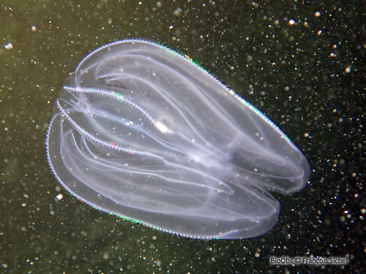 Mnemiopsis - Mnemiopsis leidyi - François Sichel - BioObs