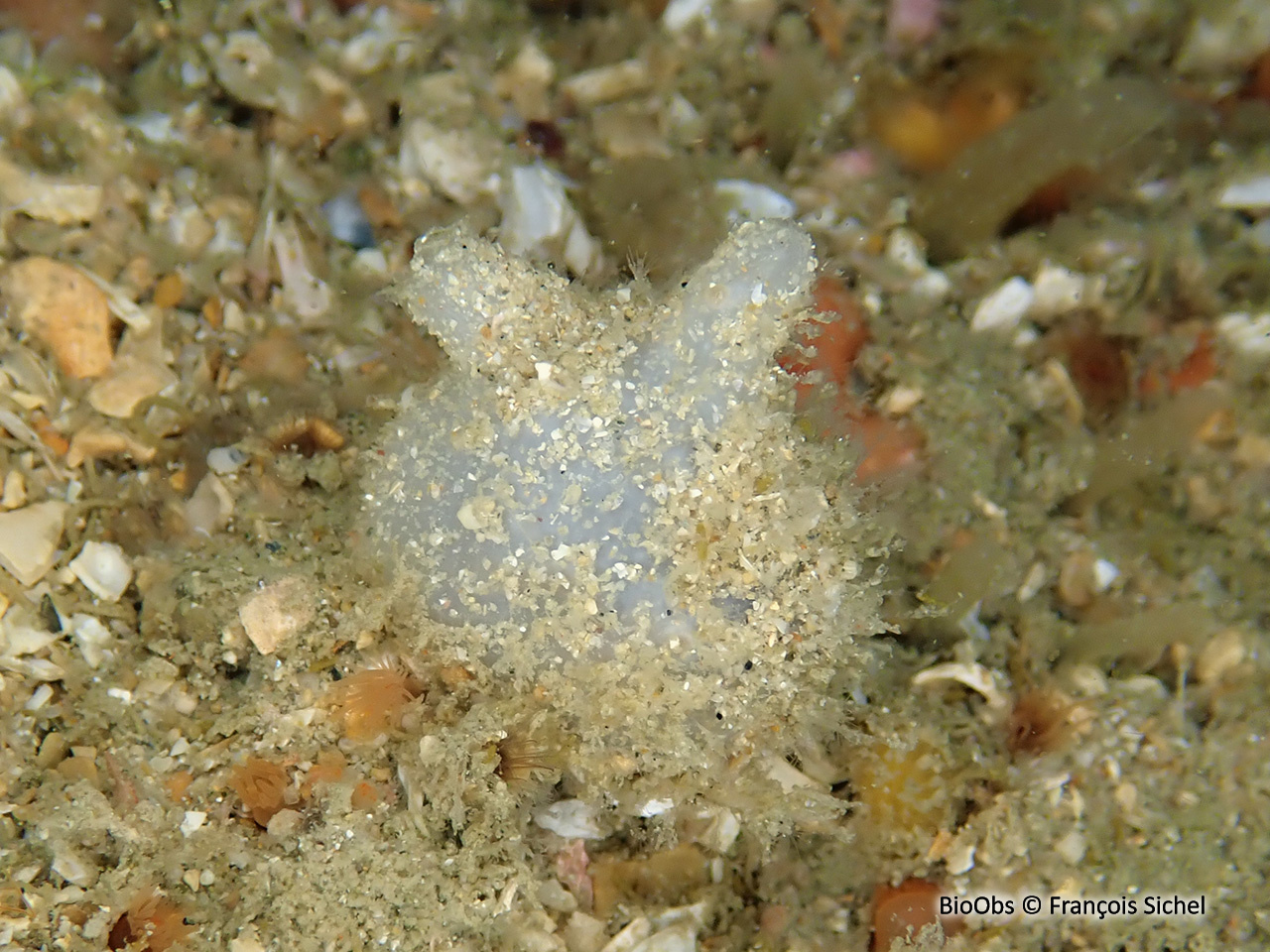 Molgule de Manhattan - Molgula manhattensis - François Sichel - BioObs