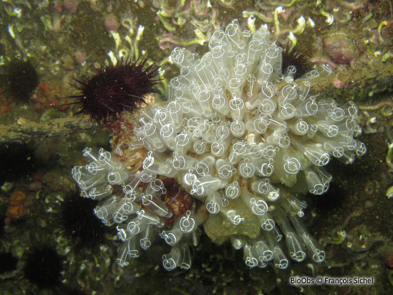 Grande claveline - Clavelina lepadiformis - François Sichel - BioObs