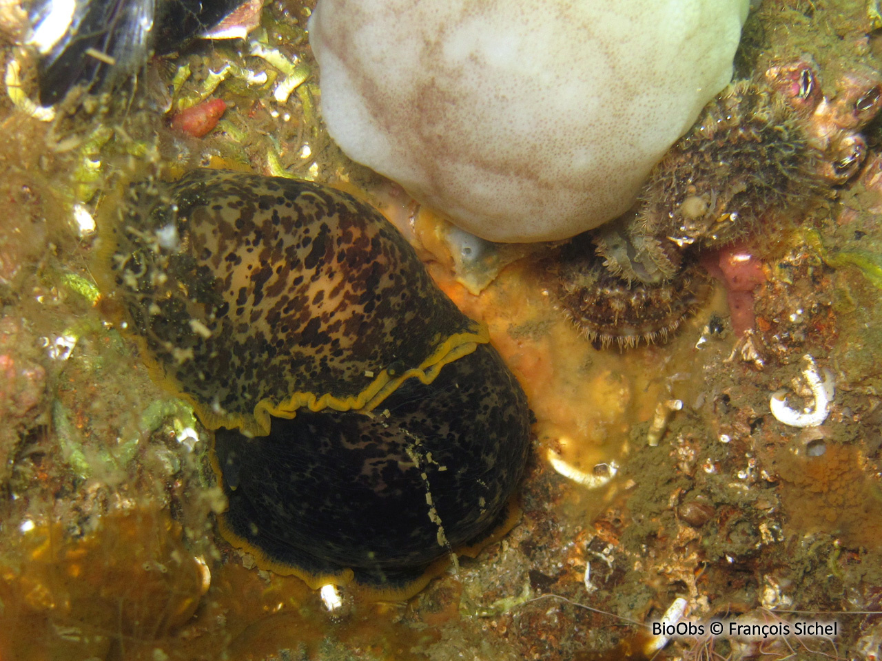 Doris marbrée - Dendrodoris limbata - François Sichel - BioObs