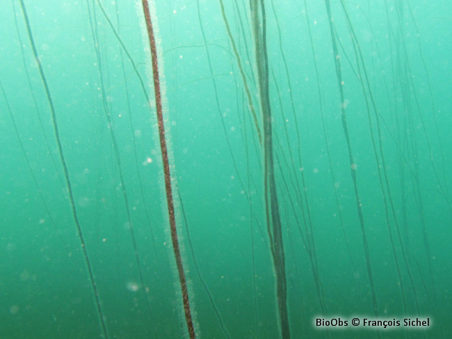 Lacet de mer - Chorda filum - François Sichel - BioObs