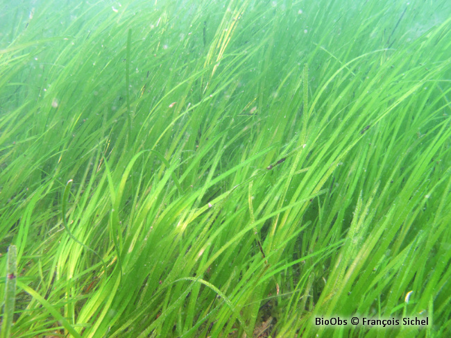Zostère marine - Zostera (Zostera) marina - François Sichel - BioObs