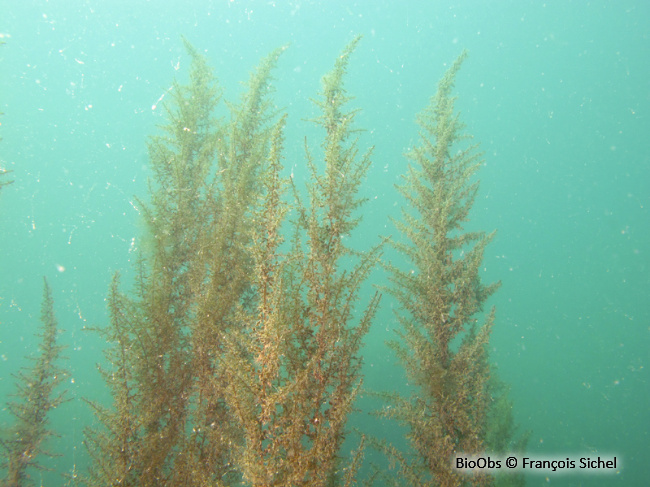 Sargasse japonaise - Sargassum muticum - François Sichel - BioObs