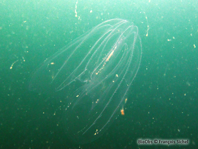 Mnemiopsis - Mnemiopsis leidyi - François Sichel - BioObs