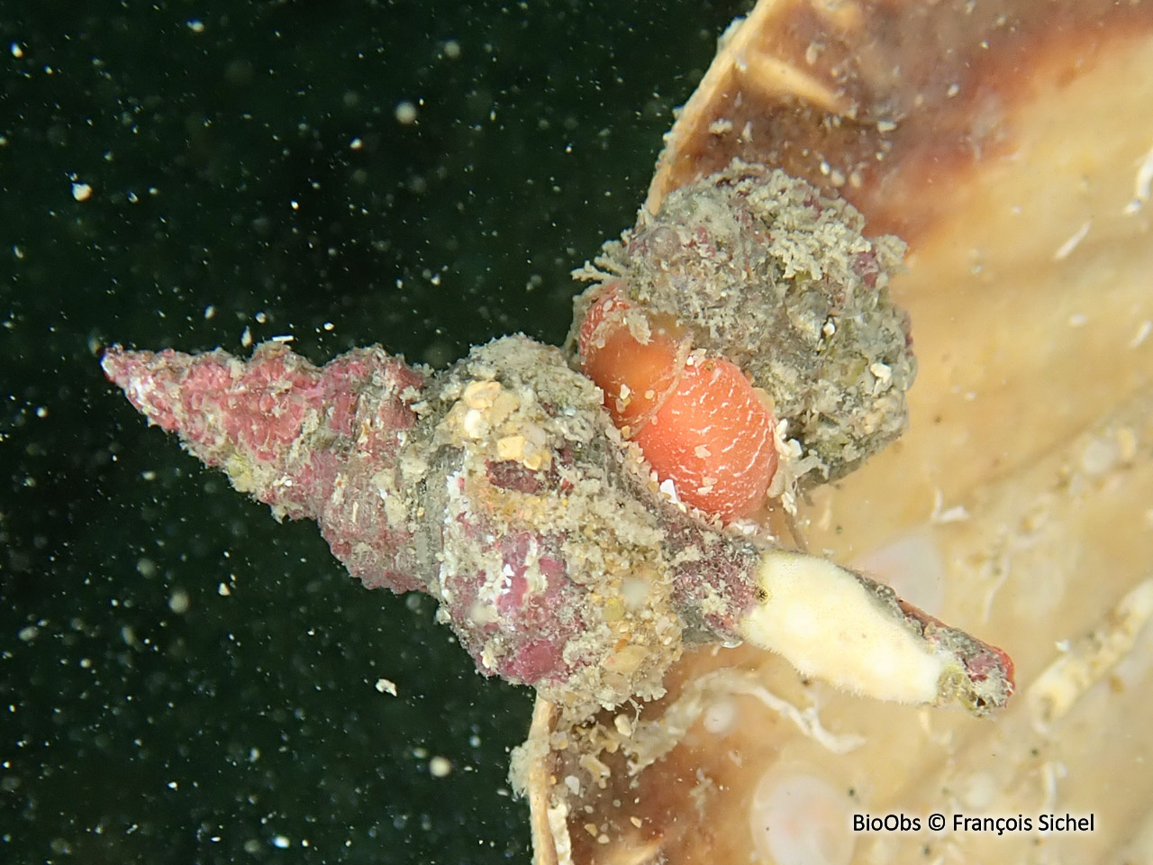 Fuseau de tarente - Pseudofusus rostratus - François Sichel - BioObs